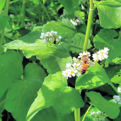 ふるさと納税 滝沢市 非加熱はちみつ　そば300g×2本 |  | 01