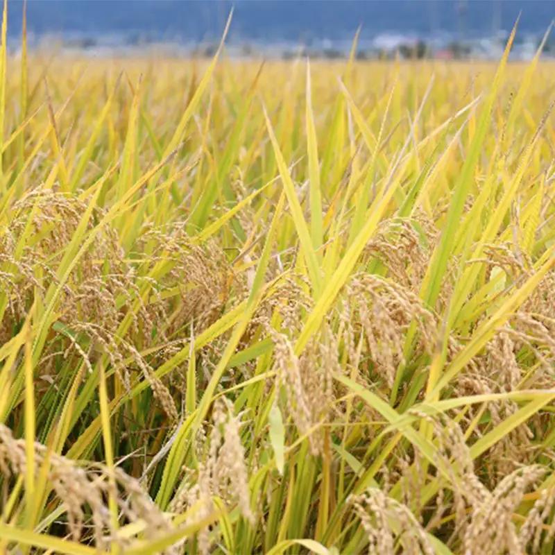 令和8年度新米 【山形県産】 コシヒカリ5kg～甘みと粘りの王道ブランド米～ F2Y-4802