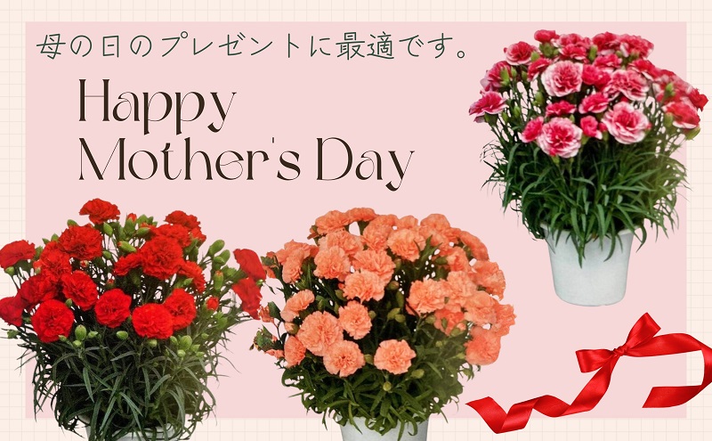 【2025母の日 先行予約】7寸カーネーション　オレンジ 母の日 ギフト 花 フラワー  植物 お花 贈り物 珍しいカーネーション 底面給水 母の日のプレゼント 