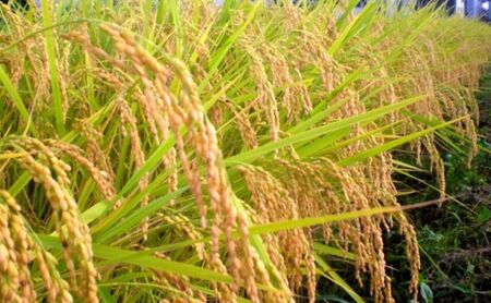 【十日町産】 魚沼産コシヒカリ5ｋｇ