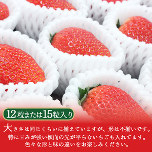 鮮度抜群！朝採れ旬の高級とちあいか 12粒又は15粒