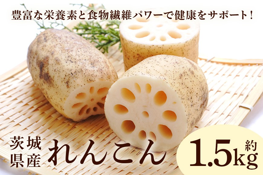 
                  れんこん 1.5kg 野菜 れんこん レンコン 蓮根 国産 8月上旬～2月中旬まで順次発送予定 51-C
                