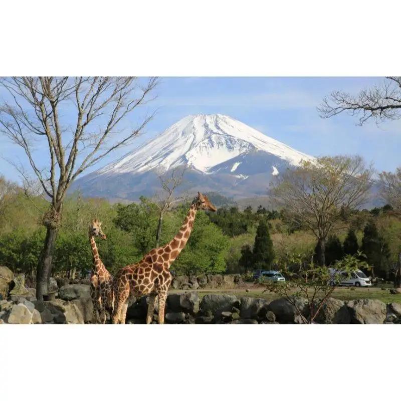 入園券 静岡 富士サファリパーク 大人 1枚 動物園 富士 サファリパーク 動物 体験 体験チケット チケット 券 子供 家族 お出かけ スポット 旅行 静岡県 裾野 裾野市