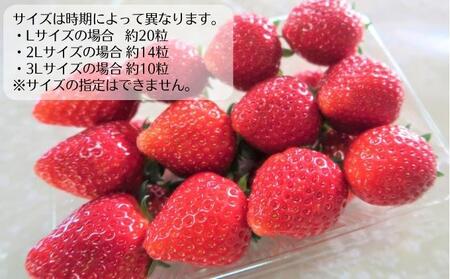 朝どれ いちご 300g 4パック L～3Lサイズ 加西いちご とちおとめ イチゴ 苺 フルーツ 果物 くだもの 季節のフルーツ 旬のフルーツ お届け：2025年1月上旬～2025年2月末