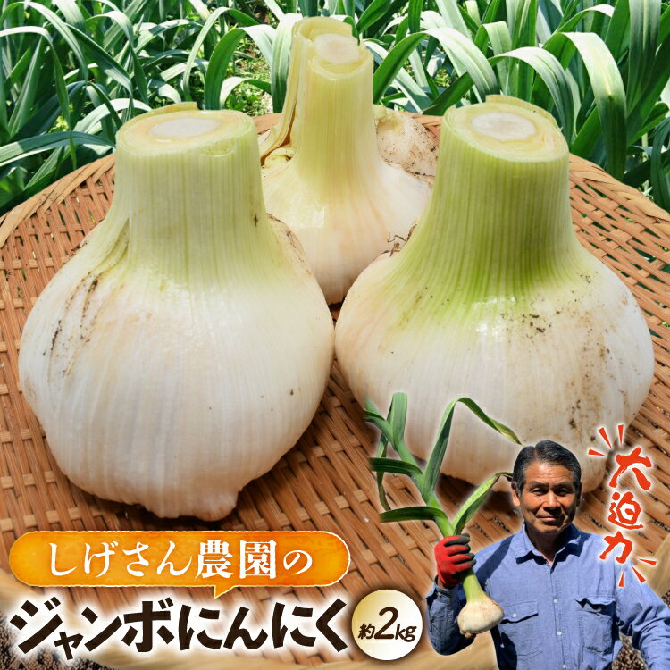 【ふるさと納税】 野菜 にんにく ジャンボにんにく 約2kg 【期間限定発送】 [しげさん農園 長崎県 平戸市 hr42bgy420076] ガーリック ニンニク ホクホク 大きい ビッグ ジャンボ 料理 揚げ物 グリル 味付け 香り