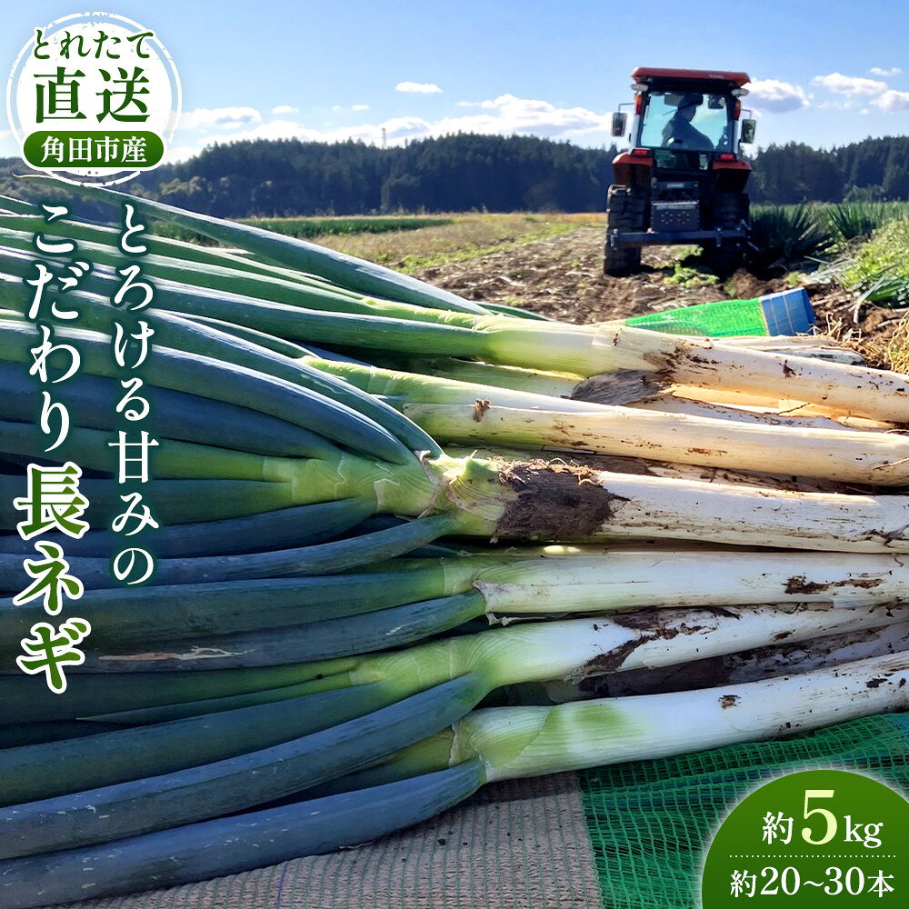 【ふるさと納税】【先行予約】とれたて直送 角田市産！とろける甘みの「こだわり長ネギ」 約5kg （約20本～30本）【11月上旬以降発送】| 新鮮 産地直送
