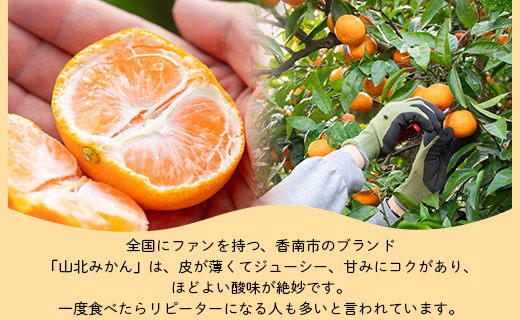 山北みかん わけあり 3kg 約20～40個入り 甘い - 果物 フルーツ 柑橘類 温州みかん ミカン 蜜柑 訳アリ わけあり 生産者応援 甘い おいしい 美味しい 山北みらい 高知県 香南市 yk-