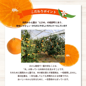 【数量限定】訳あり「愛果28号」約5kg バラ詰め 〈訳あり ワケあり ふぞろい 家庭用 愛果28号 みかん 柑橘 甘味 ゼリー 愛媛 砥部町〉