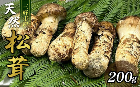 三好市産松茸 200g 2～5本 まつたけ 【 まつたけ 】