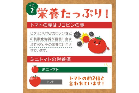 【2回定期便】京丹後産 訳あり 宝石のような輝き！カラフルミニトマト（2026年5月下旬～発送）