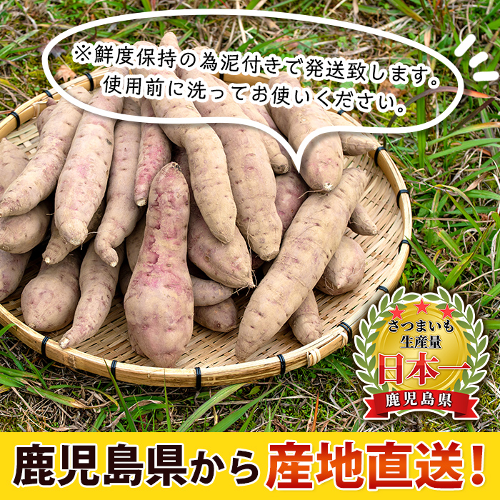 isa280 ＜期間限定・数量限定＞鹿児島県産完熟紅はるか(5kg+保証分1kg・泥付き) さつまいも 紅はるか 鹿児島 生芋 完熟 長期熟成 土付き ギフト べにはるか サツマイモ 焼き芋に 【Farm-K】