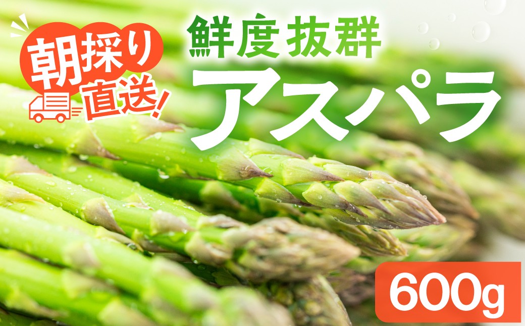 
                  先行受付【令和9年産 2027年発送】ひだっこアスパラ 600g | アスパラ アスパラガス 飛騨産 野菜 春  夏野菜  産地直送 新鮮 食品 おいしい 人気 アスパラ あすぱら アスパラガス 産直 あすぱらがす アスパラ アスパラガス 採れたて CM001VC01-27
                