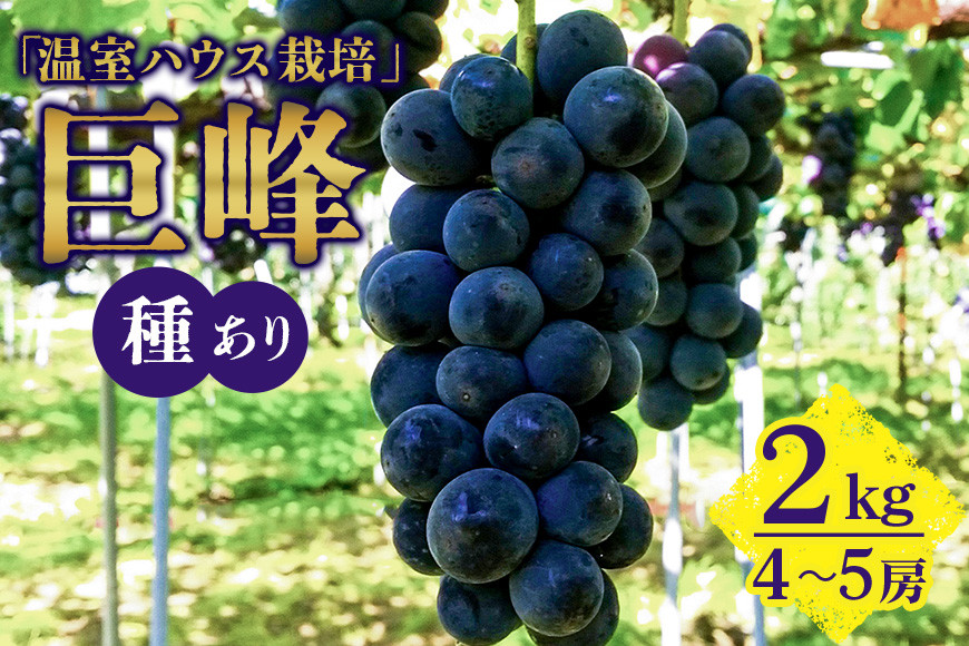 
            【 2025年 先行予約 】 「温室ハウス栽培」 巨峰 2kg ( 種あり ) 久家ぶどう園 4房 ～ 5房 ぶどう ブドウ 有機 肥料 ハウス 栽培 国産 果物 くだもの 葡萄 フルーツ 2キロ 7月 発送 夏 旬 品種 茨城県産 産地直送 産直 農家直送 冷蔵 茨城県 石岡市 (A04-002)
          