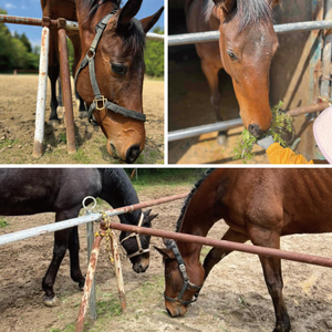 Shiina Riding Club　引き馬体験10分程度【茨城県 北茨城市 アクティビティ おでかけ レンタル 体験 チケット 馬】（DA002）
