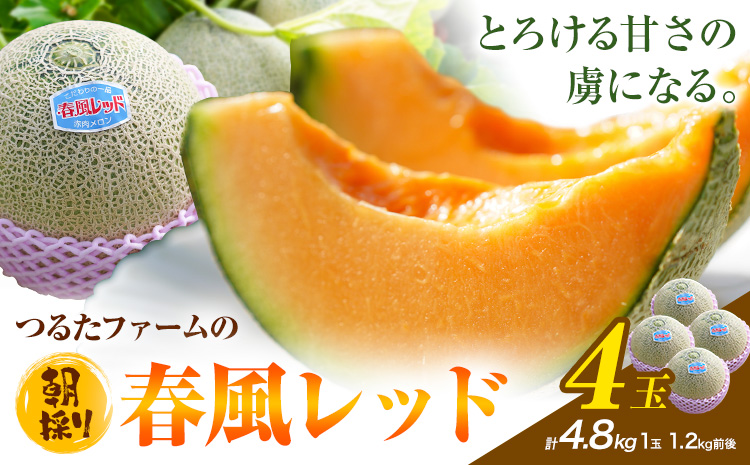 つるたファームの 朝採り 春風レッド メロン 1.2kg前後 4玉 株式会社七城の恵み《4月下旬-5月上旬頃出荷》熊本県 菊池市 メロン つるたファーム