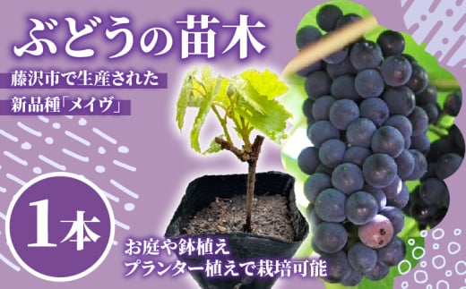 ジャムやジュース・赤ワイン向け 葡萄 「メイヴ」 の 苗木 1本 ベランダ菜園 ぶどう budou  赤ワイン ワイン ジュース ジャム 糖度18度 プランター 鉢植え 簡単 栽培 株式会社ショーナン 神奈川 湘南 藤沢