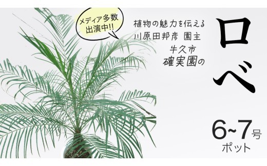 
                  ロベ 6号～7号ポット 1点 家庭 で 園芸 鉢植え 苗 庭木 果樹 ガーデニング 植物 確実園 観葉植物 インテリア 植木鉢
                