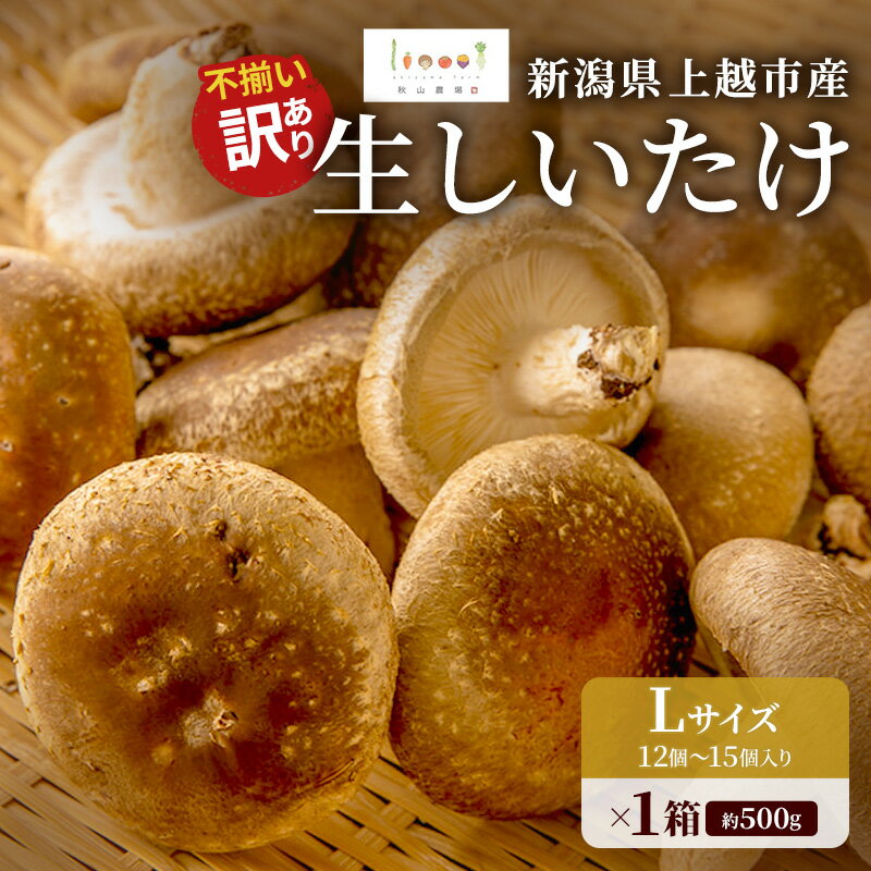 【ふるさと納税】新潟県上越市産 不揃い 訳あり 肉厚 生しいたけ シイタケ 椎茸 約500g 約1kg 約1.5kg 約2kg 秋山農場グリーンプロジェクト