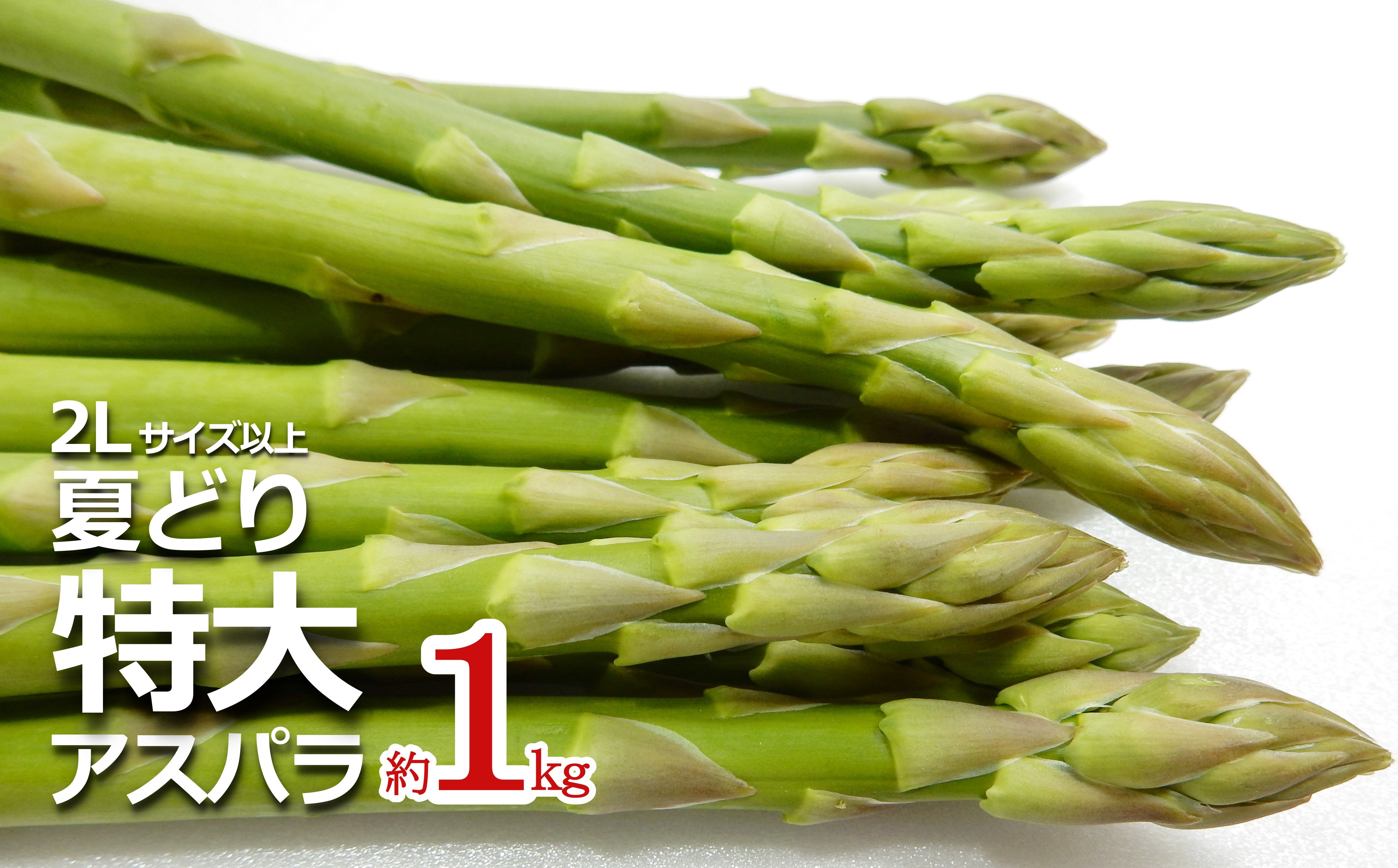 
            【2026年発送】夏どり特大アスパラ(2Lサイズ以上・約1kg）_H051(R8)
          