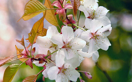 EY02_【数量限定】山桜はちみつと春の田舎はちみつの3種ギフトセット[B3山桜] 【茨城県共通返礼品／五霞町】 生ハチミツ 非加熱 茨城県産 ※着日指定不可