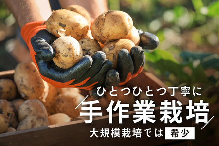 2025年10～12月発送 北海道別海町産 じゃがいも10kg (２種おまかせ)（きたあかり、ワセシロ、男爵、メークイーン、レッドムーン）