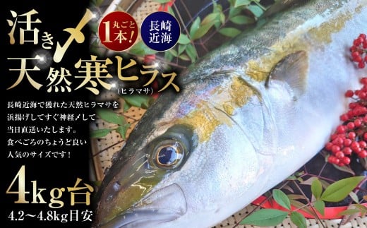 丸ごと1本！ 長崎近海 活き〆 天然寒ヒラス （ヒラマサ） 4kg台 （4.2〜4.8kg目安） 【2025年9月下旬～2026年2月下旬迄発送予定】 ／ ヒラス ヒラマサ 魚 さかな 魚介 魚介類 海鮮 鮮魚 長崎県産 国産 長崎県 長崎市 冷蔵