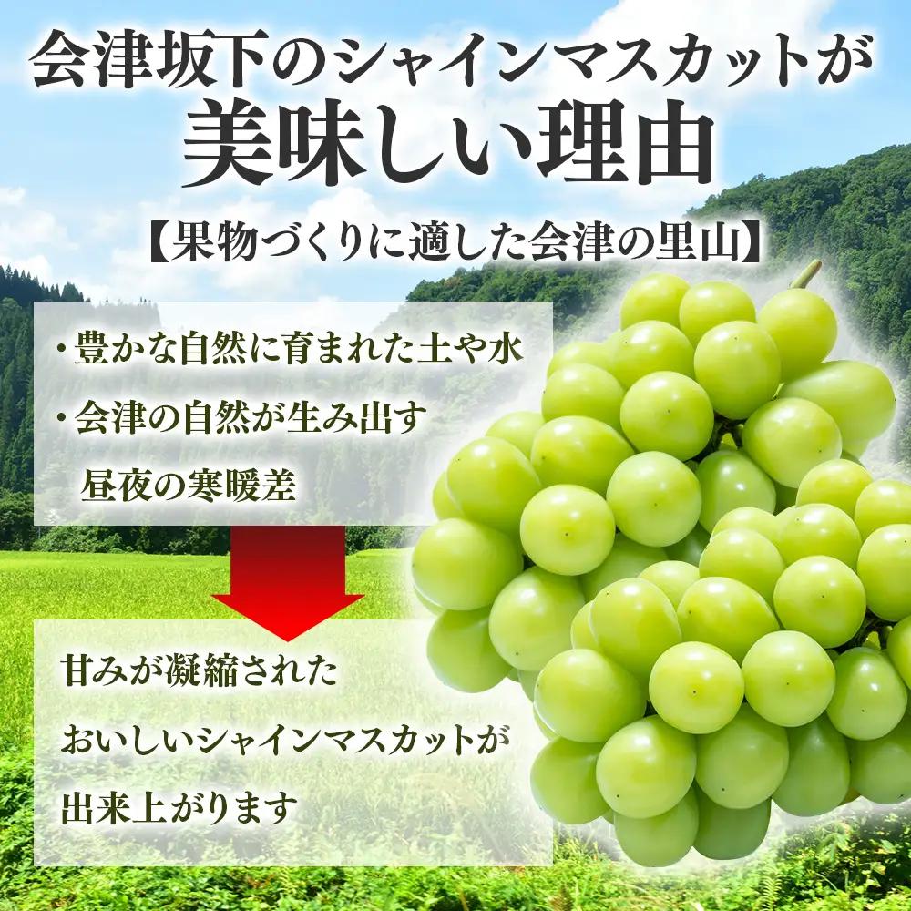 47-B【予約開始】完熟シャインマスカット 650～750g 2房 （会津里山農園）※2026年10月～発送