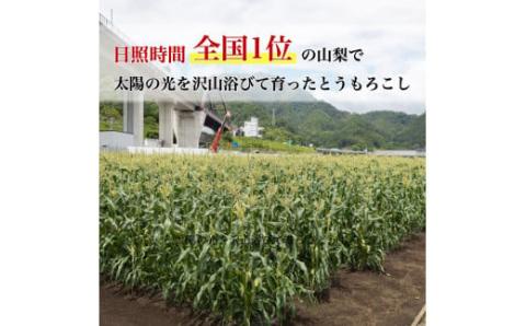 ＜お試しセット品＞ 朝採れ 新鮮 とうもろこし (ゴールドラッシュ) ４本 ＆ 厳選 シャインマスカット １房