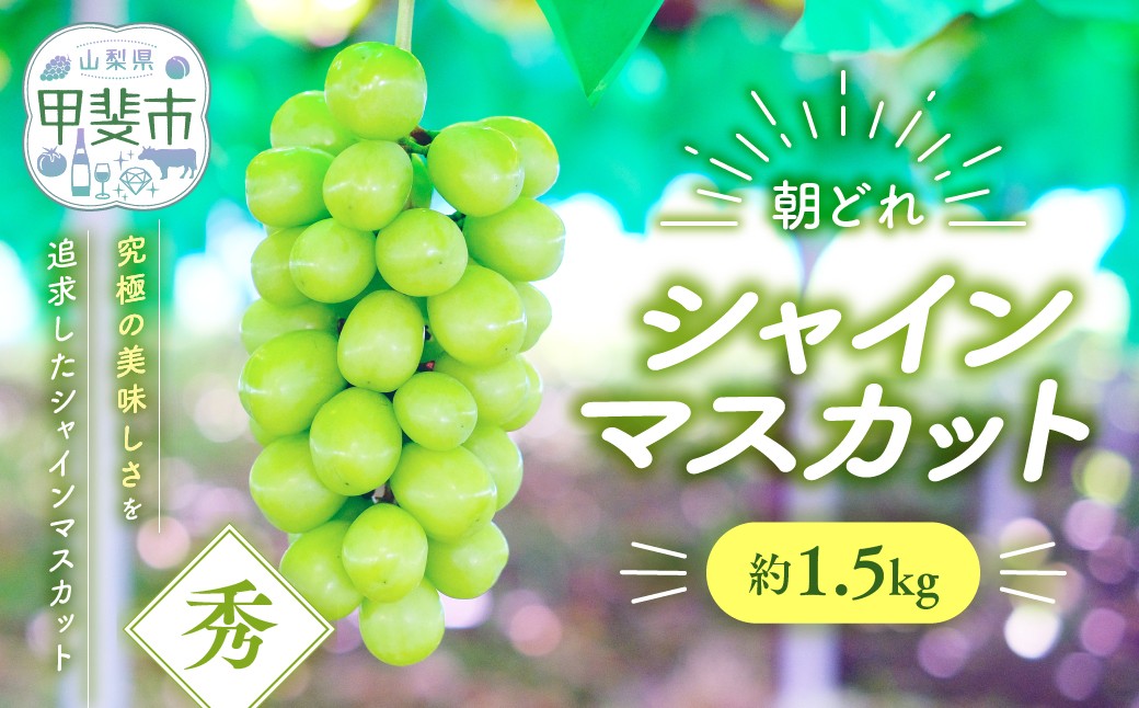 
            【2025年分発送】シャインマスカット　約1.5㎏　先行予約 先行 予約 山梨県産 産地直送 フルーツ 果物 くだもの ぶどう ブドウ 葡萄 シャイン シャインマスカット 新鮮 人気 おすすめ 国産 山梨 甲斐市 贈答 ギフト お取り寄せ 朝どれ　AV-35
          