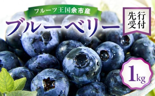 【先行予約：2026年8月上旬以降発送】フルーツ王国余市産 生ブルーベリー 1Kg【ニトリ観光果樹園】_Y074-0160