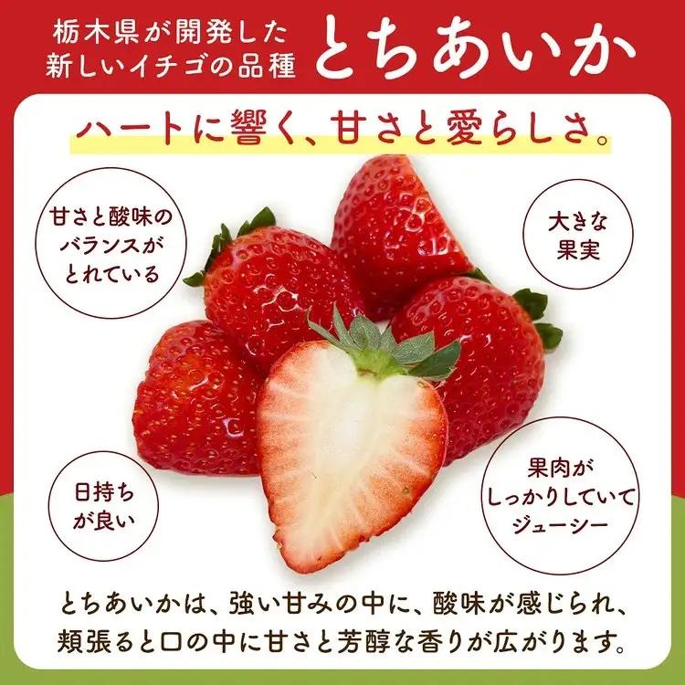 「訳あり」とちあいか 260g×2パック 1パック9粒〜11粒入り（Lまたは2Lサイズ） いちご 苺 栃木県 ※2027年1月～発送
