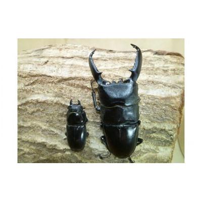 ふるさと納税 猪名川町 パラワンオオヒラタ成虫ペア飼育セット付き