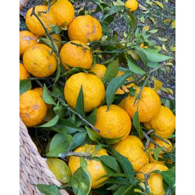 ふるさと納税 安芸太田町 安芸太田町産ゆずとたまねぎの あわのポン酢【とれたて】300ml　2本セット |  | 03