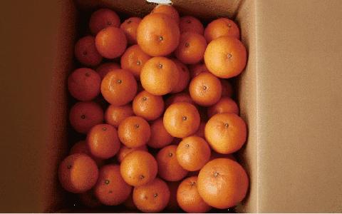 みかん農家坂元さんちのタンカンご家庭用8kg(坂元果樹園/A-056)