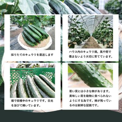 ふるさと納税 大館市 キュウリ 採りたてシャキ旨!12本 |  | 01