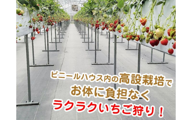 【体験】いちご狩り体験チケット ( 2名様分) ペアチケット 【maato002B】