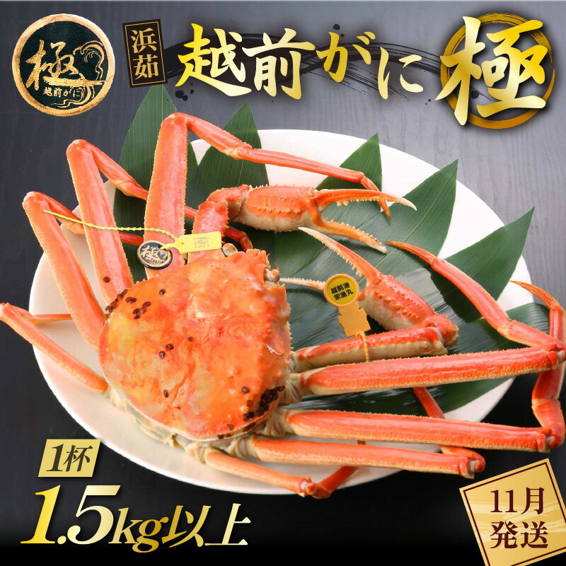 【ふるさと納税】≪浜茹で≫越前がに 極（生で1.5kg以上） × 1杯【雄 ズワイガニ 越前ガニ 姿 ボイル 冷蔵 かに カニ 蟹 福井県】【11月発送分】希望日指定可 備考欄にメールアドレスをご記入ください [e43-x013_11]