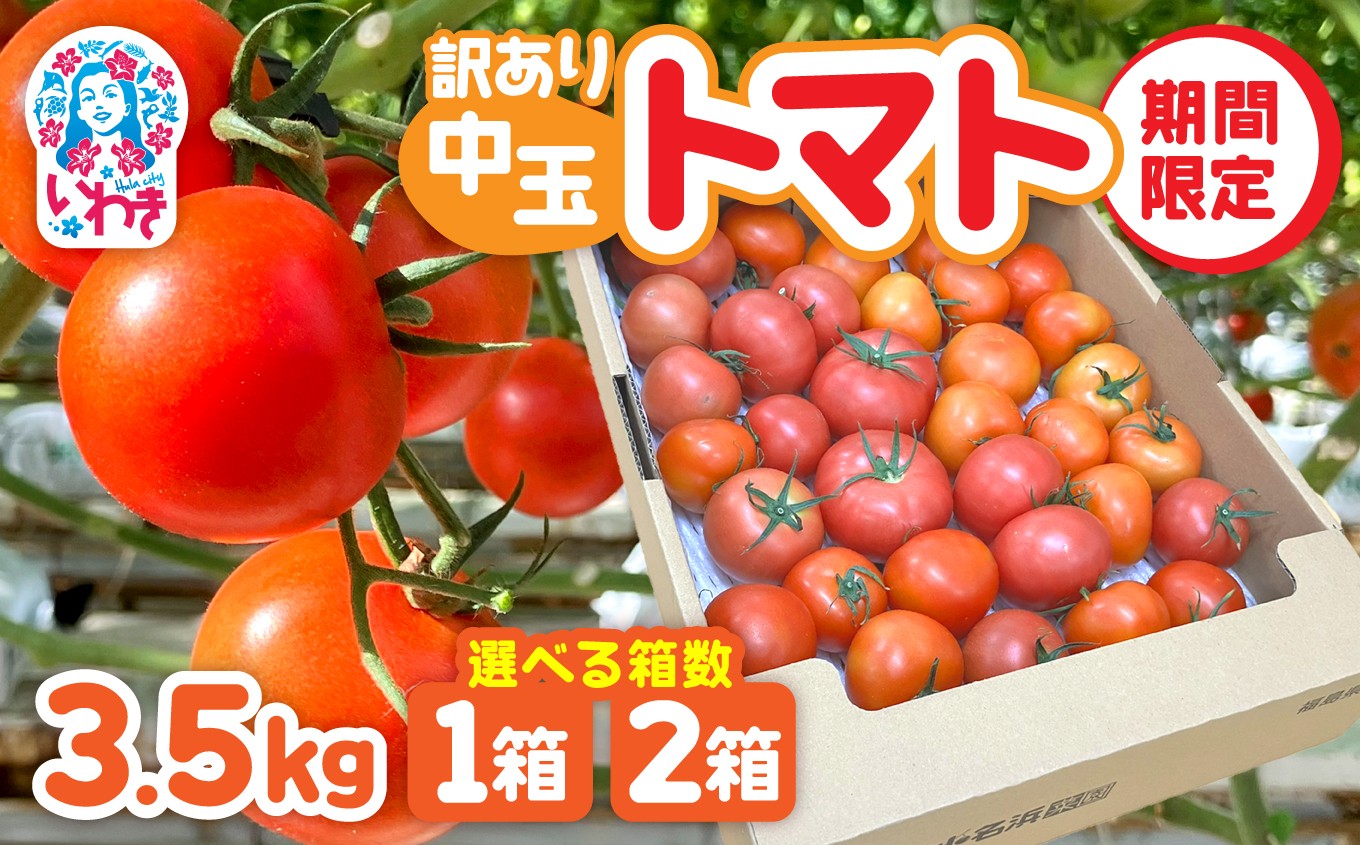 
                  【選べる内容量】訳あり トマト 中玉トマト 3.5kg 1箱 2箱 規格外 不揃い トマト 家庭用 自宅用 野菜 やさい 果物 とまと tomato 甘い 数量限定 リコピン トマト フルーツ 国産 2026年 産地直送 数量限定 農家直送 鮮度 新鮮 栽培 美容 お弁当 わけあり 訳アリ 訳あり品 不揃い サラダ 福島県 いわき市 いわき産 小名浜 菜園 小名浜菜園 中玉 選べる 内容量 
                