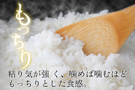 【令和5年産】福井県坂井市産 コシヒカリ 10kg [A-12624] 