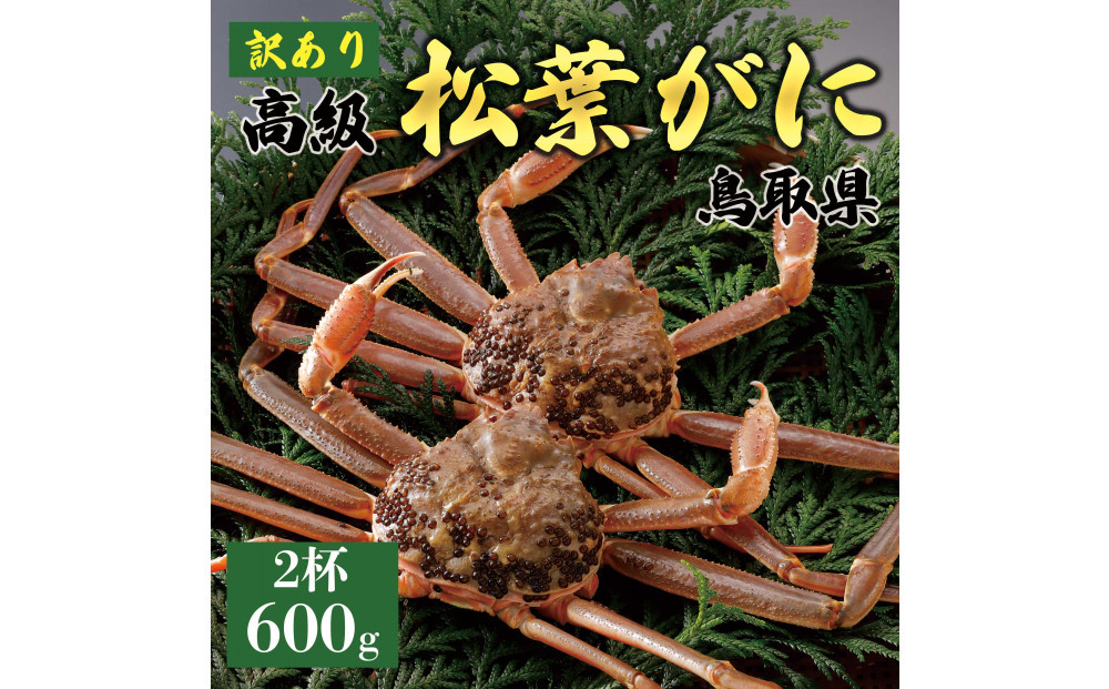 【2025年11月発送】特撰 松葉がに（なま）【訳あり】600g超のサイズ  2杯