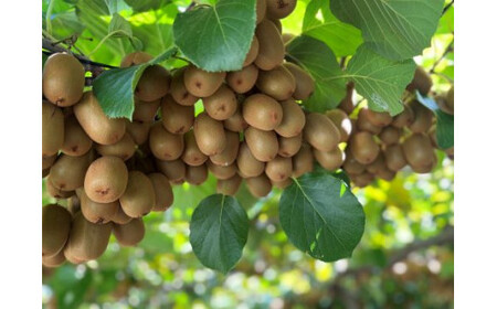 善通寺市産キウイ詰合せ(2)