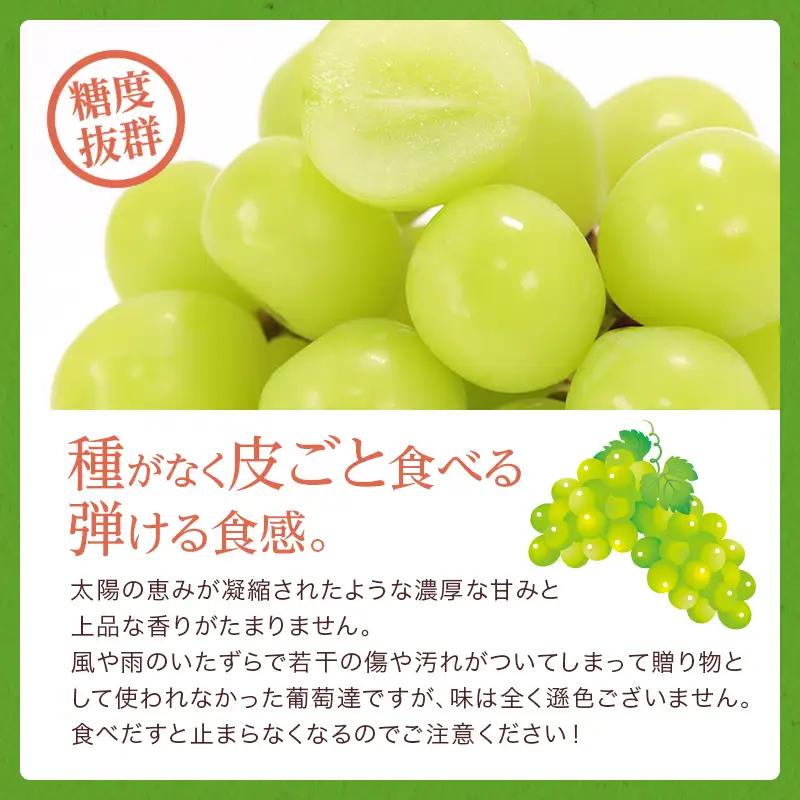 ぶどう 2026年 先行予約 岡山 名産  晴王 シャイン マスカット たっぷり2kg！ 岡山県産 シャインマスカット