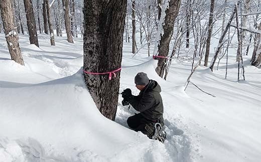 メープルシロップ「snow」（65g）3本セット  国産 北海道 樹液 食品 沼田町 n-0111