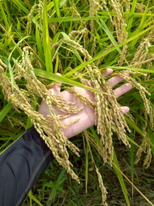 【先行予約】令和7年度産 とちぎの星5kg 栃木県芳賀町産玄米 | 米 お米 玄米 令和7年産 新米 とちぎの星 国産 単一米 期間限定 季節限定※2025年9月中旬～10月下旬頃に順次発送予定