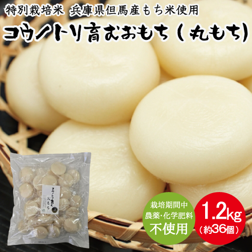特別栽培米 兵庫県但馬産 コウノトリ育むおもち（丸餅）農薬・化学肥料不使用 2袋 1.2kg（約36個） / 無添加 切り餅 個包装 無農薬 化学肥料不使用 但馬産 添加物不使用 常温保存 国産 おもち お餅 餅 まる餅 白餅 焼き餅 雑煮 お正月 正月用