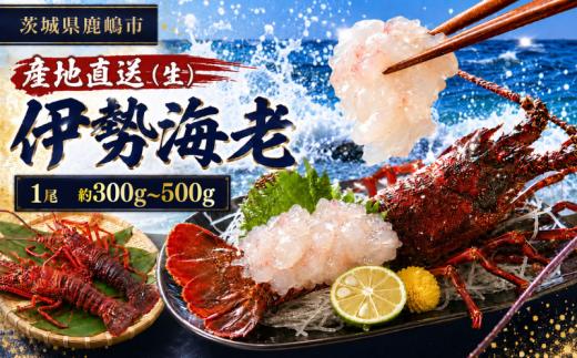 伊勢海老  300g～500g 1尾 20000円 冷蔵 生 国産 天然 産地直送 国産 鹿島灘 鹿島灘産 厳選 伊勢エビ エビ 海老 イセエビ 海鮮 シーフード 海 贅の極み 刺身 さしみ 味噌汁 鍋 塩ゆで ぷりぷり 海の恵み グリル グラタン 濃厚 甘み 特別 荒波育ち ボイル 焼き物 バーベキュー 贈答 プレゼント 贈り物 お中元 ギフト 仲野水産 茨城県 鹿嶋市 茨城 鹿嶋