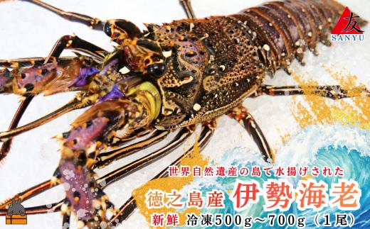 1813 新鮮なまますぐ冷凍!!徳之島産冷凍伊勢海老1尾（500g~700g） （ 伊勢えび イセエビ 伊勢えび 伊勢エビ えび エビ 海老 鍋 ご馳走 海の幸 料理 焼き 人気 海産物 家族 正月 お祝い サンユウ ）