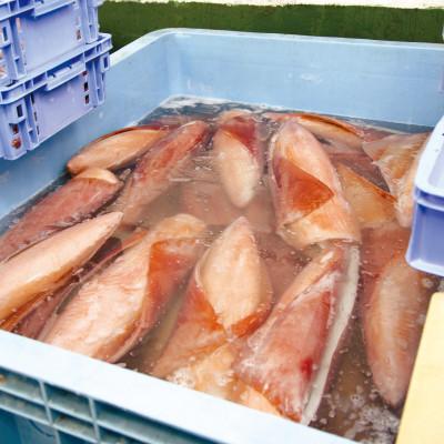 ふるさと納税 西原町 セーイカ お刺身用 約1kg(200g×5柵) |  | 03