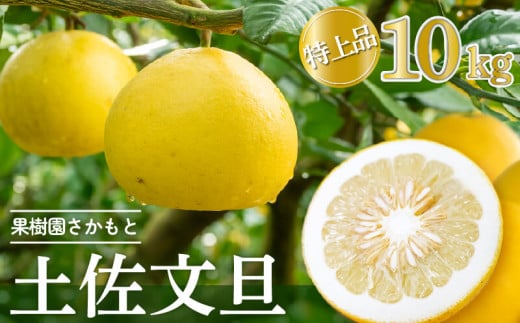 【2026年2月中旬より発送】 高知県産 土佐文旦 特上品 10kg 贈答用 時期 土佐 文旦 ぶんたん ブンタン 人気 旬 柑橘 フルーツ 果物 高知 須崎 KJS009