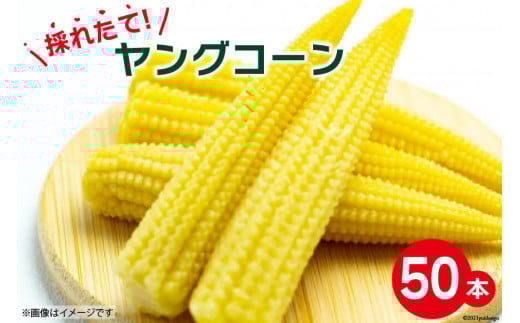 【期間限定発送】 採れたて! ヤングコーン 50本 ／ よしろーさんちの農園 ベビーコーン やさい 野菜 旬野菜 旬 季節限定 期間限定 山梨県 中央市